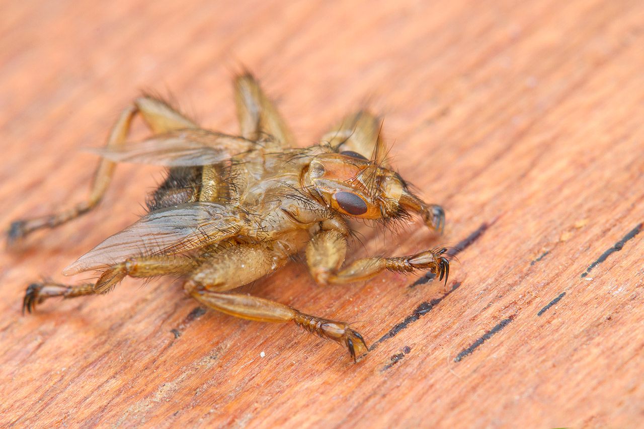 Crataerina pallida ?